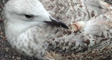 Mantar kancaya dolanan martının imdadına hekimler yetişti