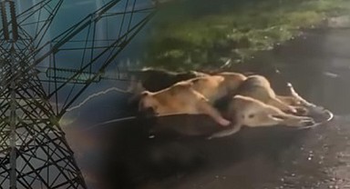 Cumaköy'de üç köpek yolun ortasında ölü bulundu