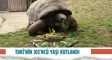Darıca'daki kaplumbağa Tuki 103 yaşına girdi