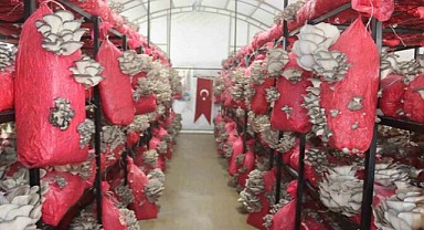İzmit'te mantar hasadına başlandı