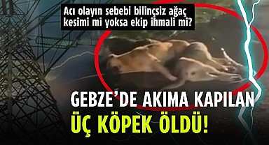 Köpeklerin ölüm sebebi bilinçsiz kesilen ağaç dalları!