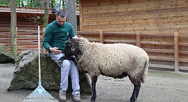 Suffolk cinsi koyun ile bakıcısının içleri ısıtan dostluğu