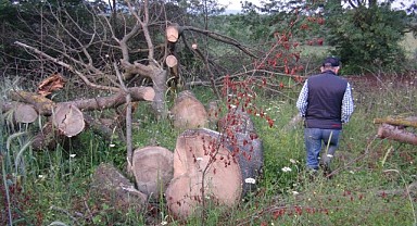 150 yıllık çınar ağaçlarını çaldılar!