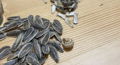 Darıca'da çekirdek paketinden salyangoz çıktı!