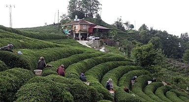 Rize'de çay üreticilerine müjde!