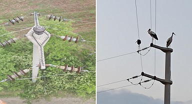 SEDAŞ, leylekler için göç güzergahında önlemler aldı