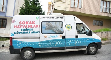Sokak hayvanlarına yerinde müdahale edilecek