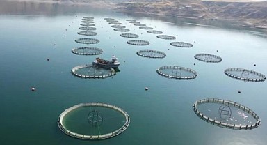 Türkiye, alabalık üretiminde İran'ın ardından dünya 2'ncisi