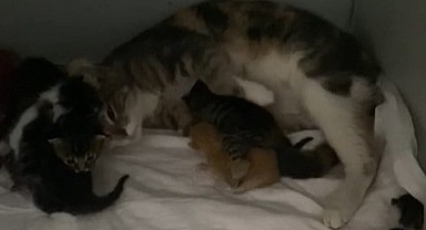 Yavrularını kaybeden kedi, öksüz yavrulara anne oldu