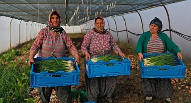 Büyükşehir’den kooperatiflere yüzde 75 hibeli tarım desteği