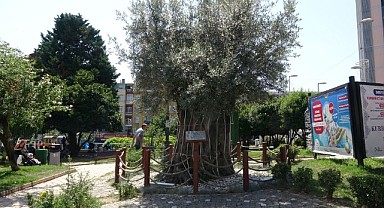 600 yıllık zeytin ağacının hikayesi