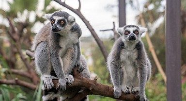 Darıca’daki Hayvanat Bahçesi’nde lemur besleme etkinliği
