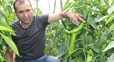Kandıralı çiftçi organik gübreyle ürettiği yeşil biberi hasat ediyor