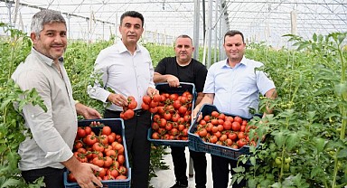 Volkanik cürufla topraksız üretimde başarı sağlandı