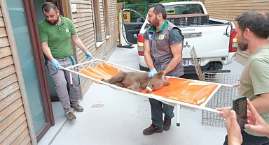 Yaralı boz ayı Ormanya’da yaşama tutundu