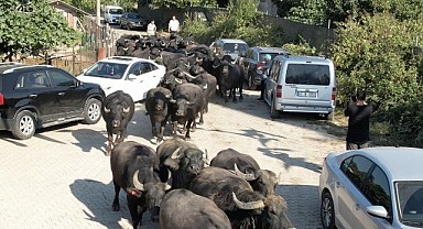 Kocaeli'de üreticilere damızlık manda boğası desteği!