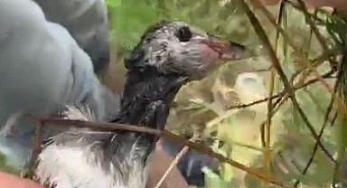 Olta iğnesi yutan yaban kuşu ekipler kurtardı!