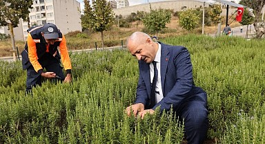 Gebze’de şifalı bitkilerin hasadı yapıldı!