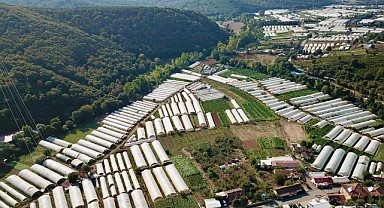 Sanayi şehri Gebze tarımla da ön plana çıkıyor!
