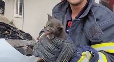 Yaramaz yavru kedi itfaiye ekiplerini uğraştırdı