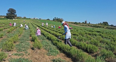 Biberiyede hasat vakti: 150 ton bekleniyor!