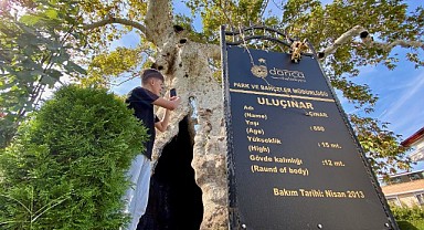 Darıca’nın 860 yıllık çınarı zamana meydan okuyor!