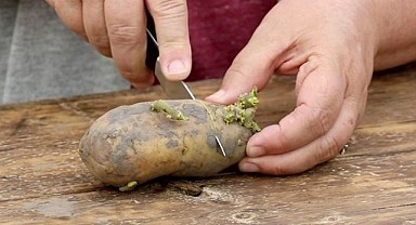 Filizlenmiş patates zehir saçıyor!