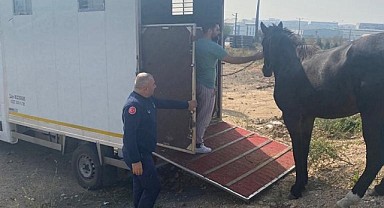 Kaçak at, yakalanıp evine gönderildi
