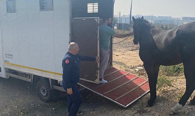 Kaçak at, yakalanıp evine gönderildi