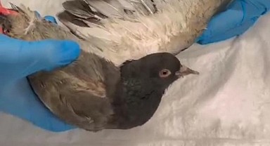 Patlamada yaralanan güvercinler, gökyüzüne kavuştu