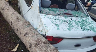 Bineceği aracın üzerine ağaç devrildi! Ramak kala kurtuldu