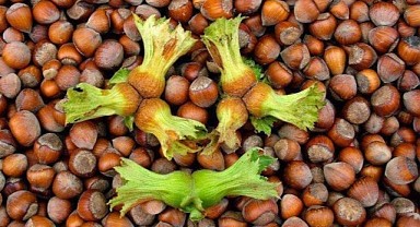 Fındık ihracatının ilk iki ay geliri milyon dolarları aştı