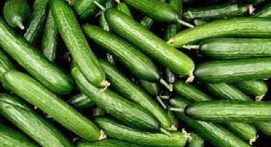 Salatalık köpüğündeki saklı mucize
