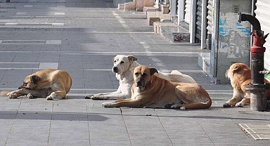 Başıboş köpekler için alınan karar belli oldu!