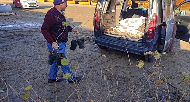 Büyükşehir, hibeli meyve fidanı dağıtımına başladı