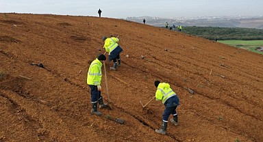 Dilovası’na 8 bin adet ağaç dikildi