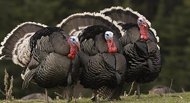 Hindi fiyatları cep yakıyor! Bu ne pahalılık