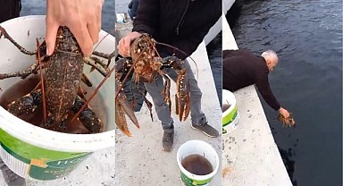 İzmit Körfezi’nde 3 kilogram ıstagoz ağa takıldı