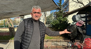 Kandıra'da hindi fiyatları 2 bin 500 lirayı buluyor