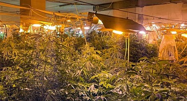 Dilovası’nda uyuşturucu operasyonu! 500 kök ele geçirildi