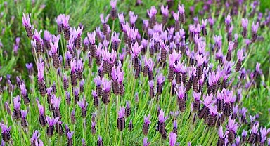 Karabaş balı, kalp damar sağlığını koruyor