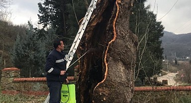 Asırlık çınarın, tedavisi yapıldı