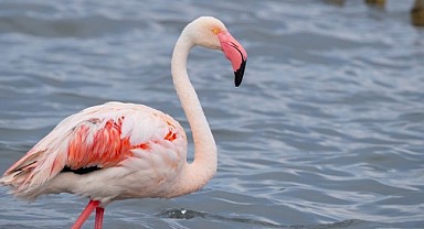 İzmit Körfezi'nde flamingo şöleni
