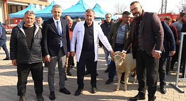 123 damızlık koç, üreticilere dağıtıldı