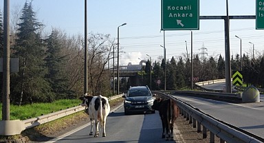 Dilovası'nda otobanı inekler bastı!