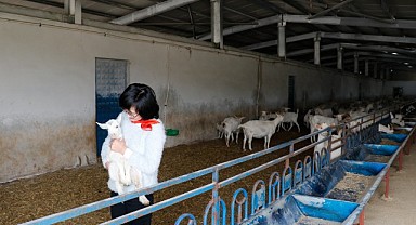 Güney Kore’den geldi Kocaeli’nde keçi çiftliği kurdu!
