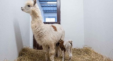 Alpaka yavrusuna isim aranıyor