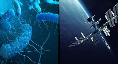 NASA uzayda gelişen mutant bakteri keşfetti