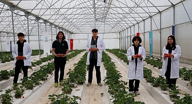 Volkanik cüruf çileklerinin ilk hasadı yapıldı