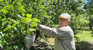 Kartepe’de erik hasadı erken başladı
